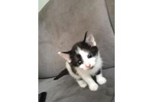 Lieve kitten 8 weken oud (vrouwtje)