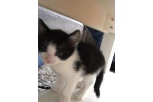 Lieve kitten 8 weken oud (vrouwtje)