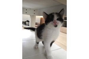Lieve kitten 8 weken oud (vrouwtje)