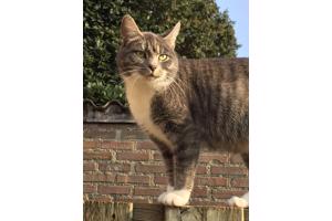 Lieve kitten 8 weken oud (vrouwtje)