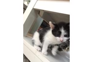Lieve kitten 8 weken oud (vrouwtje)