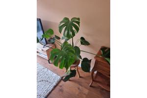 Monstera kamerplant