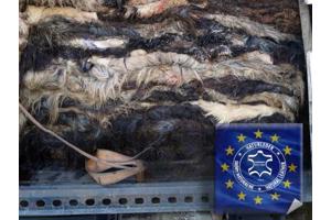 Ruwe schapenvacht, schapenwol, gevilte lamsvellen