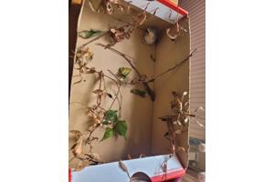 Wandelende takken / Australische flappentakken gratis