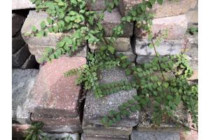 Klinkers 20x15 Gratis Afhalen