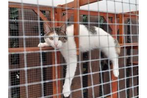 Katten buitenverblijf of voor andere doeleinden