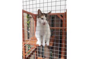 Katten buitenverblijf of voor andere doeleinden