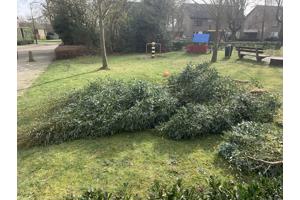 Eucalyptus snoei afval. Heel veel takken!