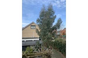 Eucalyptus snoei afval. Heel veel takken!