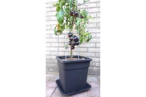 PLANTREKKEN voor clematis druiven tomaten