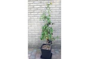 PLANTREKKEN voor clematis druiven tomaten