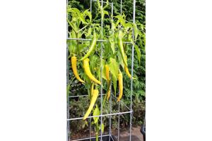 PLANTREKKEN voor clematis druiven tomaten