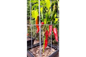 PLANTREKKEN voor clematis druiven tomaten