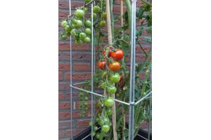 PLANTREKKEN voor clematis druiven tomaten