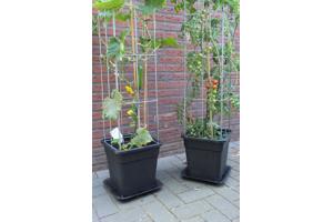 PLANTREKKEN voor clematis druiven tomaten