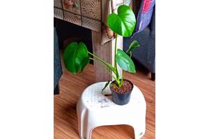 Monstera gatenplant te koop