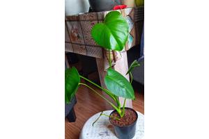 Monstera gatenplant te koop