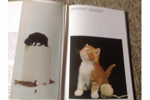 Een Boek van katten,lieve schattige huisdieren,slimme dieren