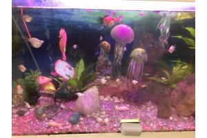 aquarium 500 liter met inhoudt en vissen