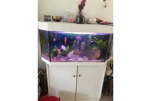 aquarium 500 liter met inhoudt en vissen