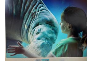 4 e-tickets dolfinarium Harderwijk (Amsterdam)
