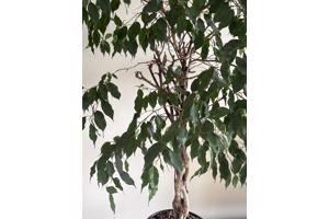 Ficus Benjamins met gedraaide stam