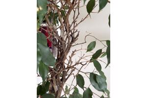 Ficus Benjamins met gedraaide stam