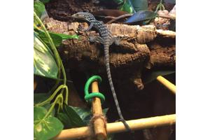 Blauwe boomvaraan te koop