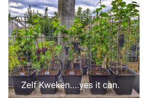 klimplantenrekken in plantenbakken en bloembakken