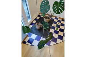 Monstera planten