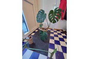 Monstera planten
