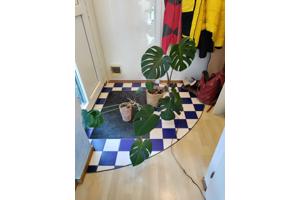Monstera planten