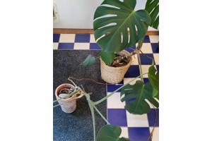 Monstera planten
