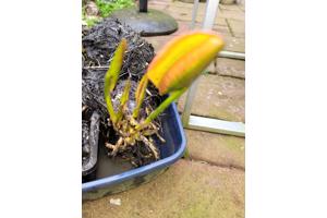 Waterlelie Nymphaea Attraction