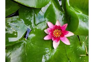 Waterlelie Nymphaea Attraction
