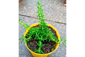 Marjolein kruidenplant