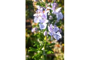 Marjolein kruidenplant