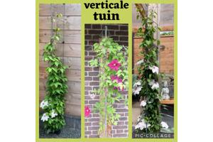 KLIMPLANTEN DE VERTICALE TUIN TEGEN SCHUTTINGEN