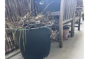 Tuinmeubilair (teak stoelen, potten en klimrekken)
