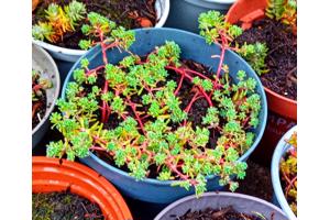 Sedum hispanicum te koop