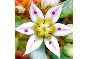 Sedum hispanicum te koop