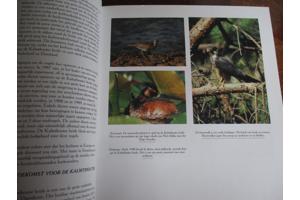 Natuur in België   - Heide en Venen