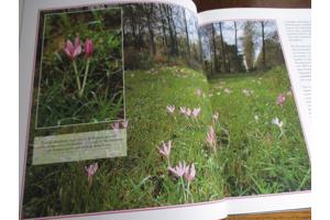 Natuur in België   - Heide en Venen