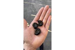 Vijver met Algen? Grote Posthoornslakken als oplossing.