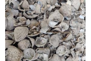 Schelpen van schelpenpaden, zelf wegscheppen