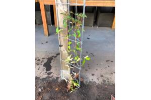 Draadrekken voor schuttingen en muren