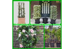 Klimplantrekken klimplantenrek plantenrekken klimplantrek