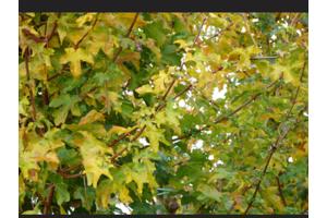 Veldesdoorn, acer campestre of spaanse aak