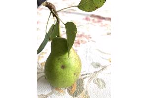 Gratis peren plukken!