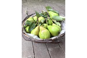 Gratis peren plukken!